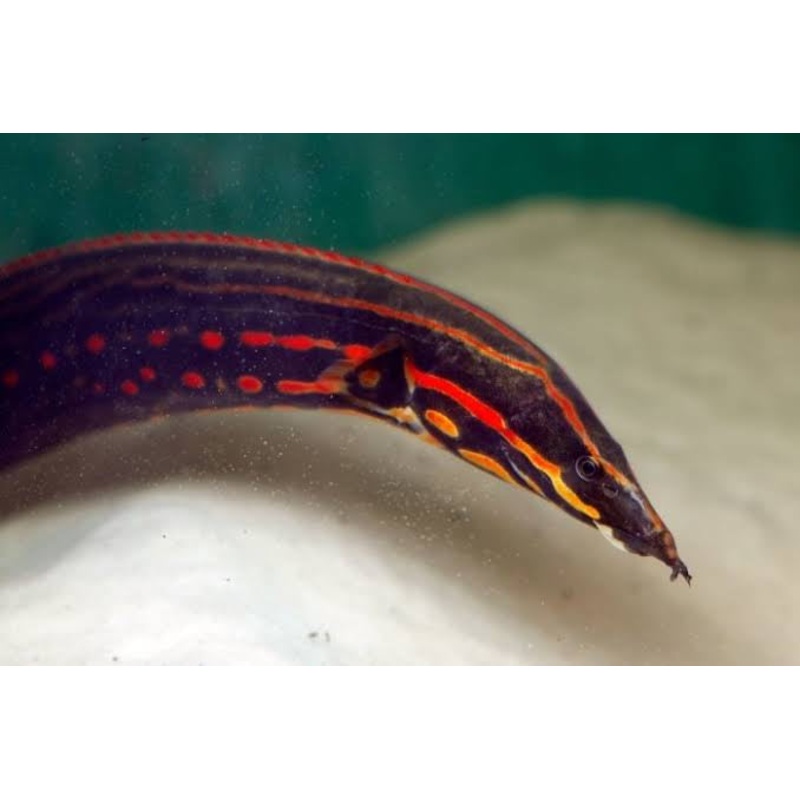 Exotic Fire Eel 10-12cm Juvies Cutie
