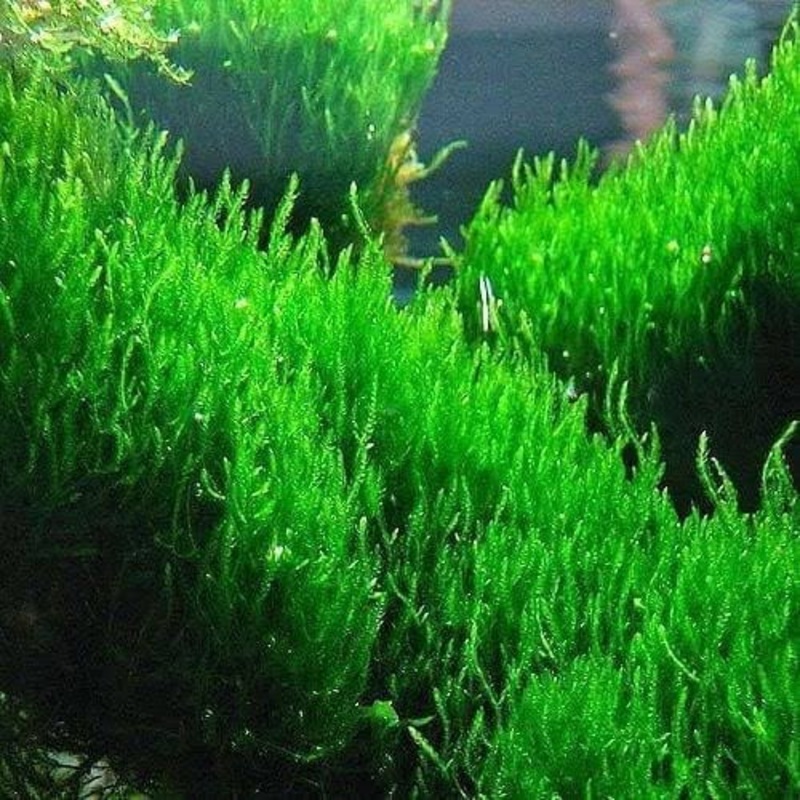 Flame Moss Taxiphyllum sp