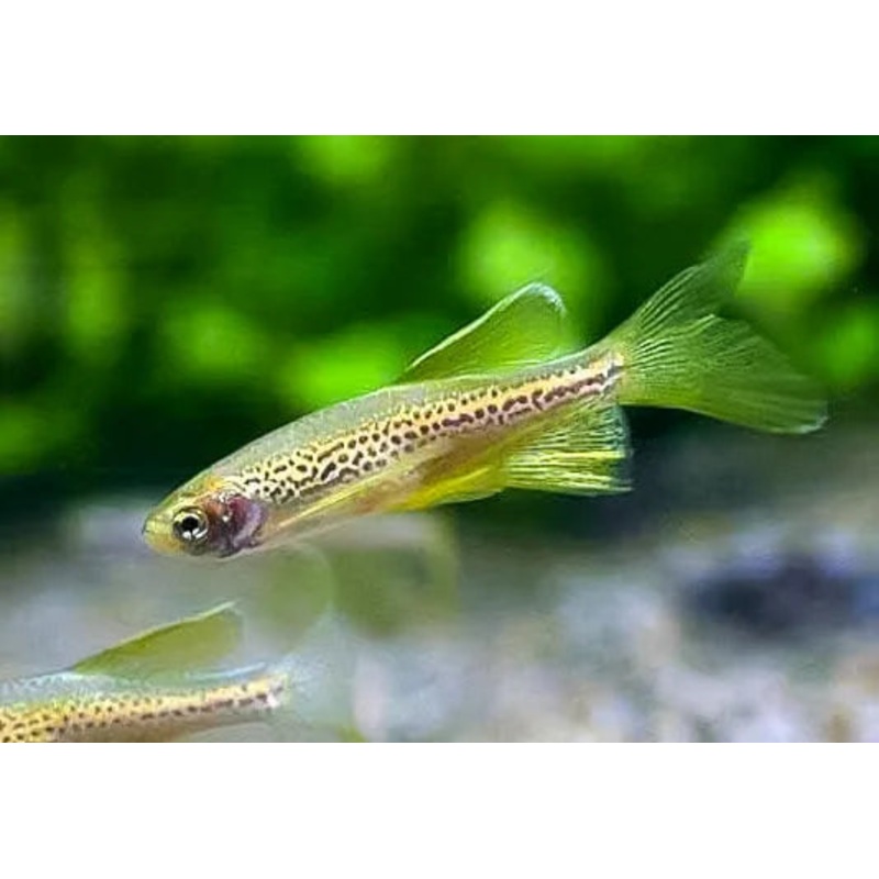 Flash Sale Danio - Leopard Longfin 3cm