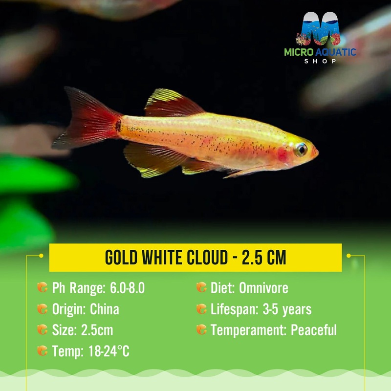 Gold Cloud - 2.5 cm