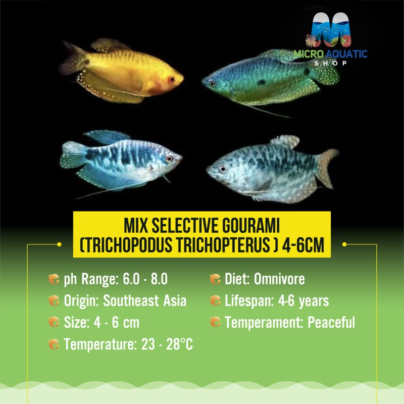 Gourami - Assorted Color 4cm