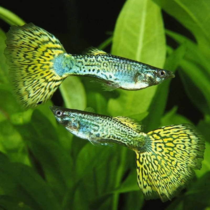 Guppy - Green Cobra Male