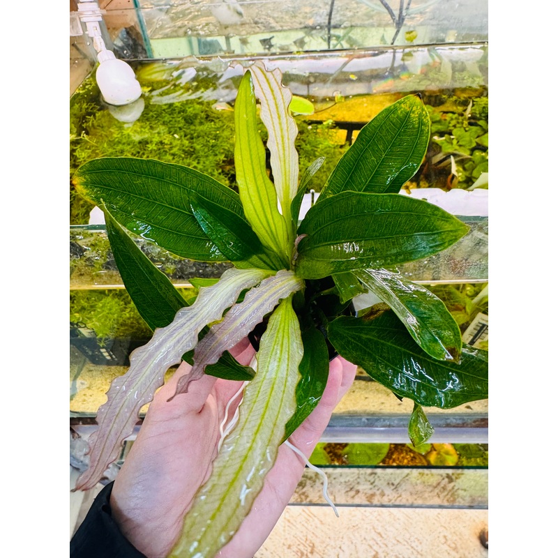 Low Tech Rare- Echinodorus amazon 'White Flame