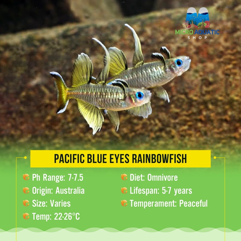 Pacific Blue Eyes 2cm