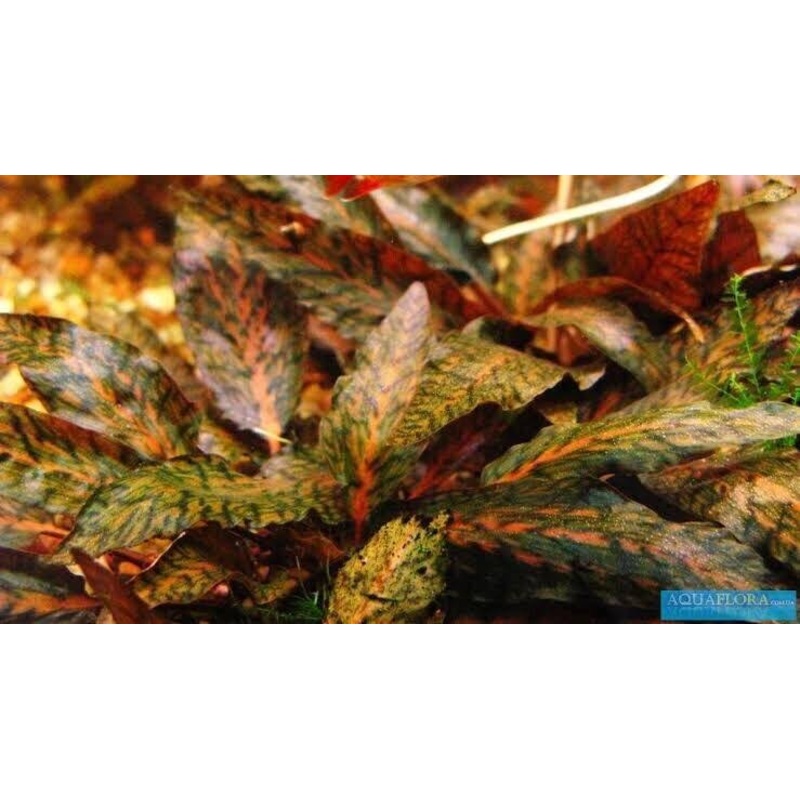 Rare Cryptocoryne Nurii Rosen Maiden