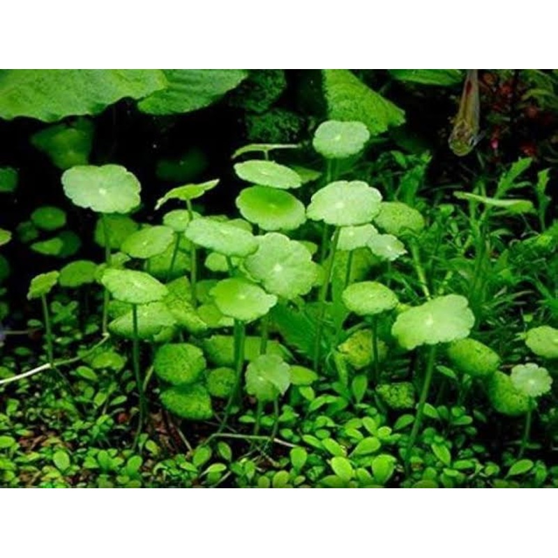Rare -Tissue Culture - HYDROCOTYLE VERTICILLATA