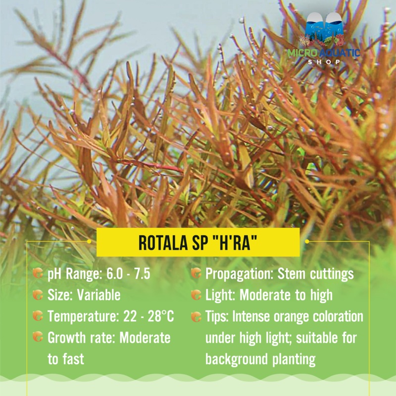 Rotala sp "H'ra"
