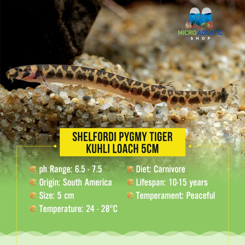 Shelfordi Pygmy Tiger Kuhli Loach 4cm Limited Number