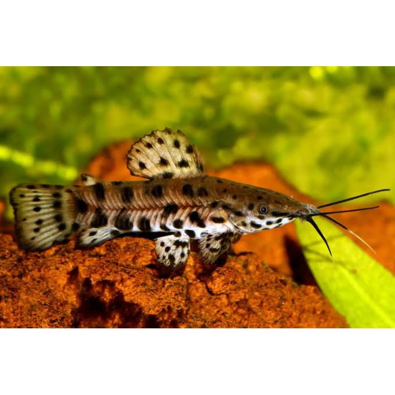 Spotted Hoplo Catfish 3cm