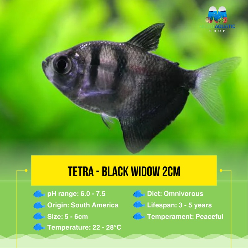 Tetra- Black Widow 4cm