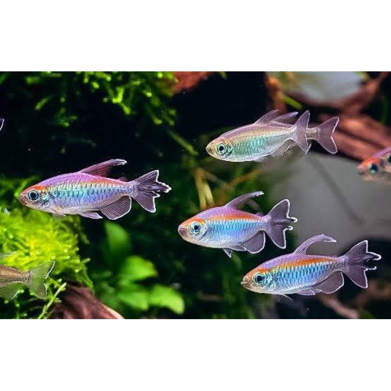 Tetra - Congo 4cm