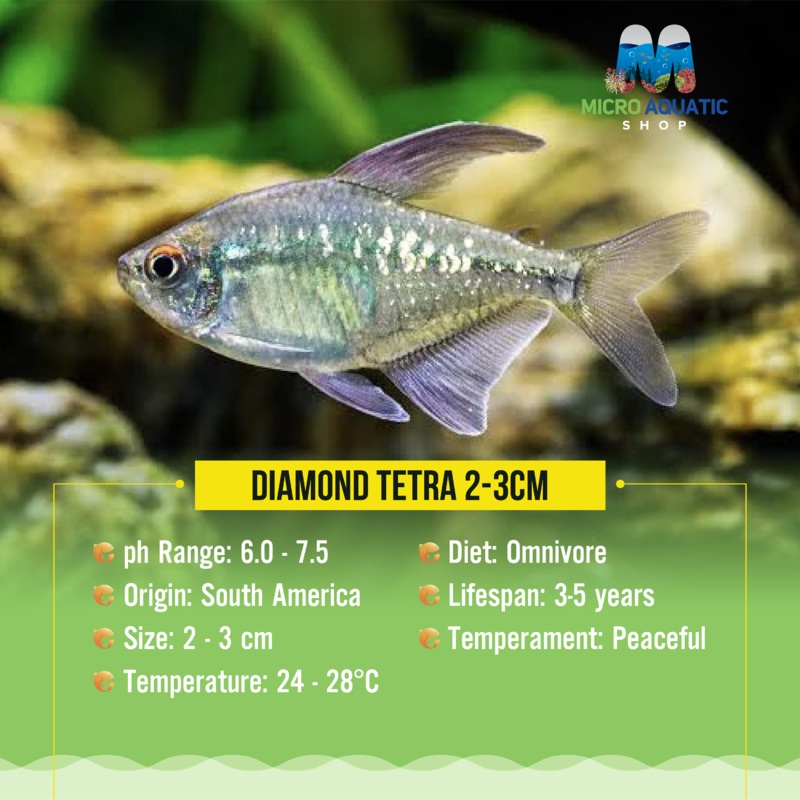 Tetra - Diamond 2cm