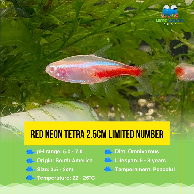 Tetra - Red Eyes Neon 2.5cm