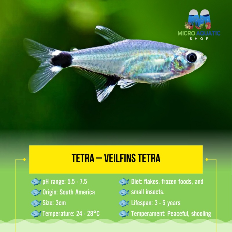 Tetra  Veilfins Tetra 3cm