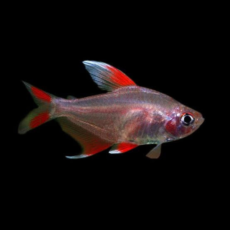 Tetra- White Fin Ornate