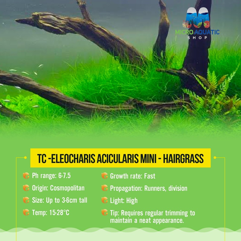 Tissue Culture - Eleocharis Acicularis mini - HG
