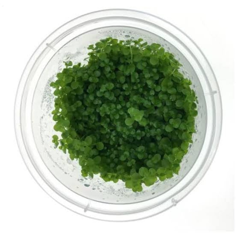 Tissue Culture - MICRANTHEMUM UMBROSUM - 'TAKASHI CA