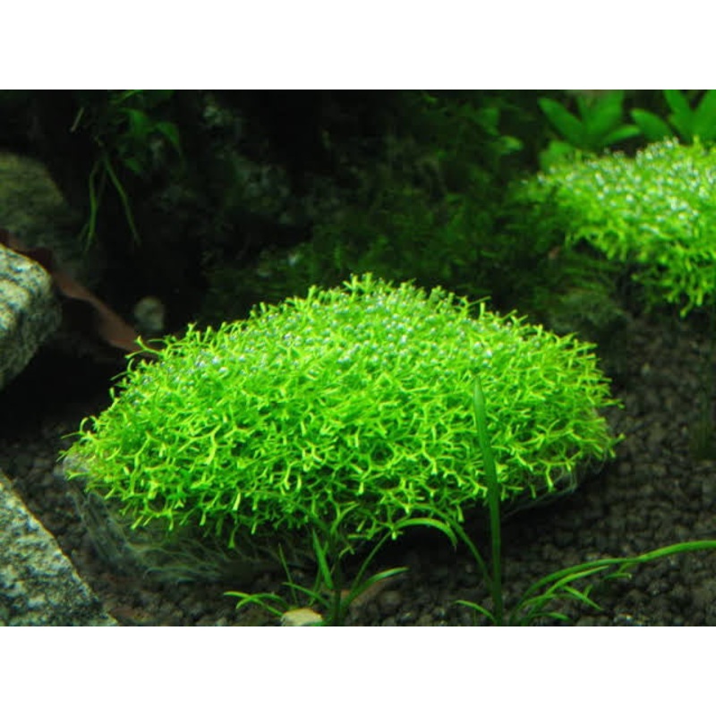 Tissue Culture- Riccia Crystalwort
