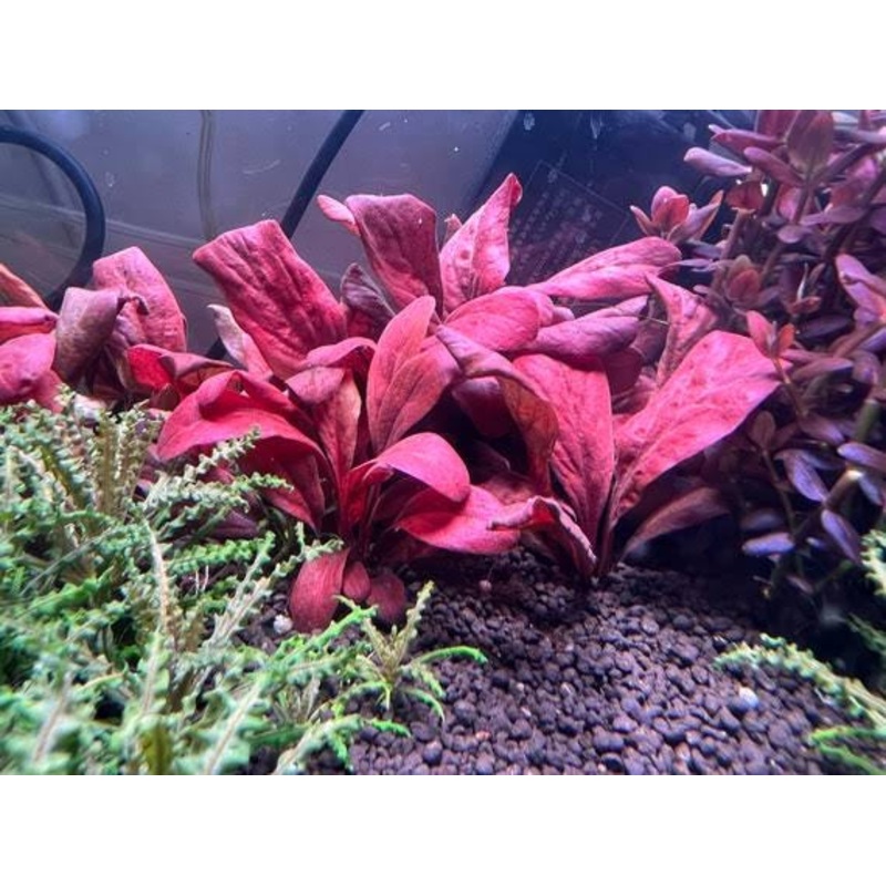 Unique - Samolus parviflorus red