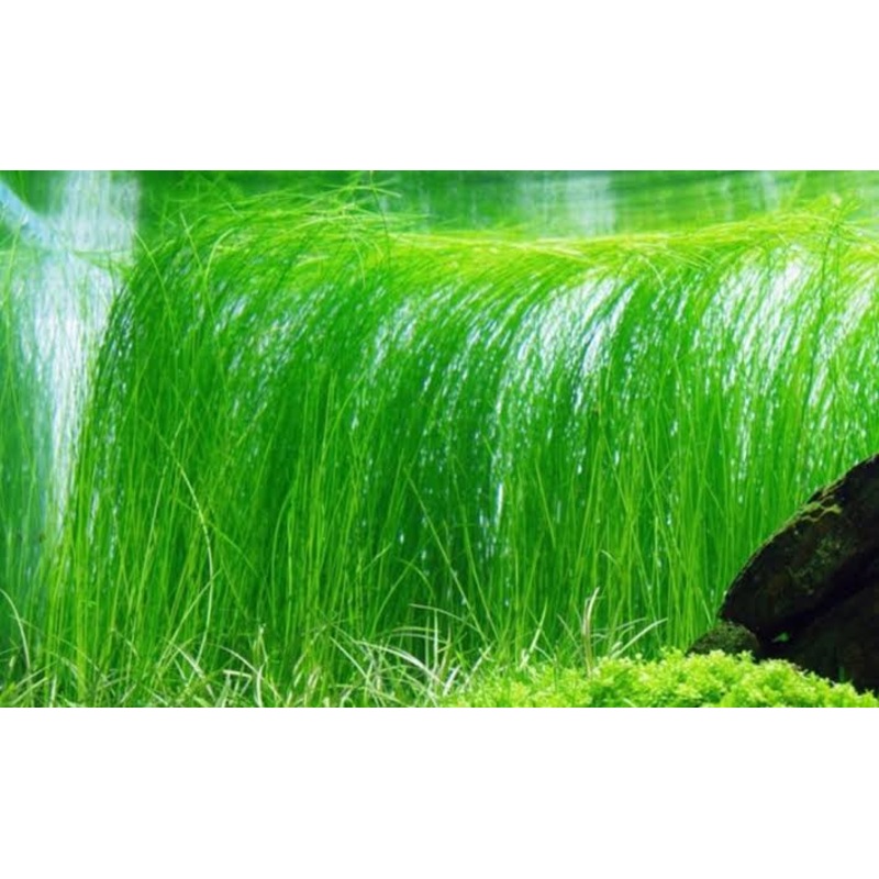 Vallisneria Nana