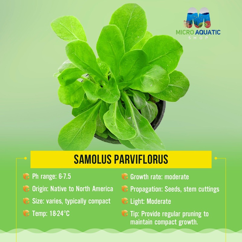 Water Rose (Samolus parviflorus)