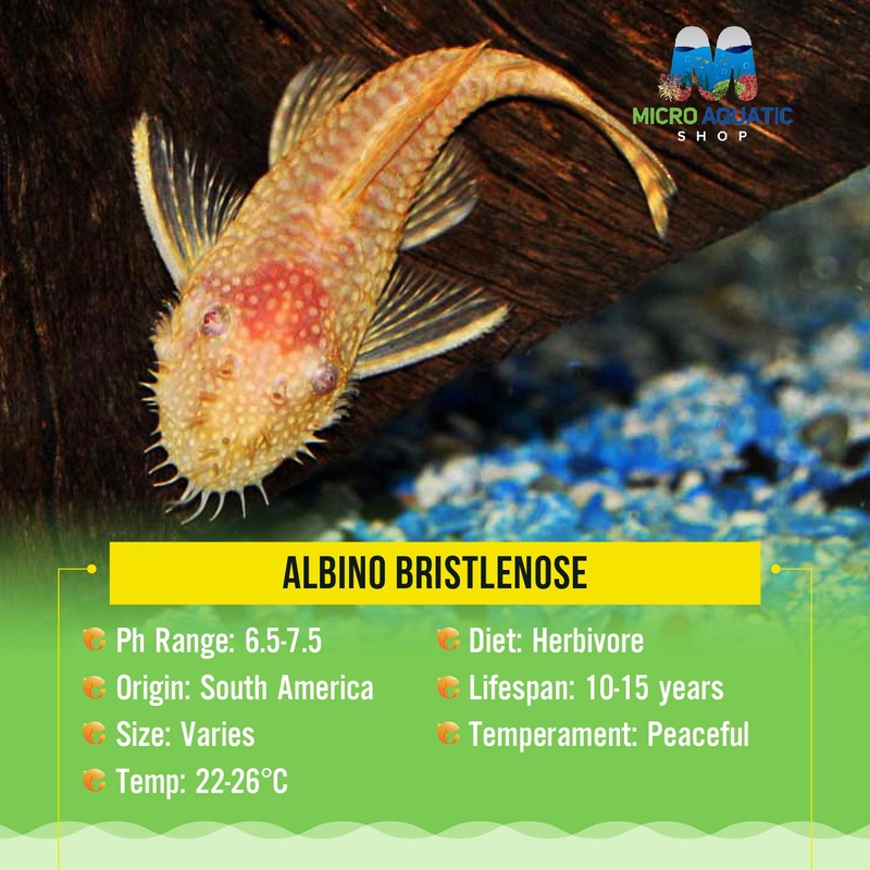 Algae Eater -Albino Bristlenose