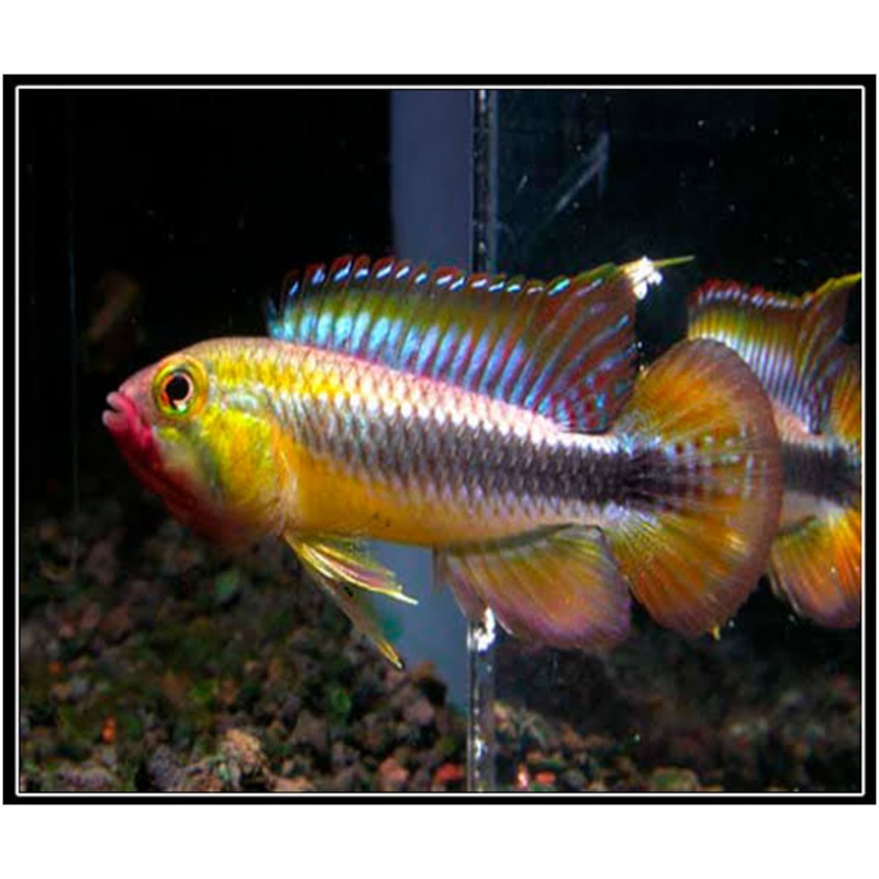 American Cichlid Apisto  Apistogramma Acabaxis - Rare