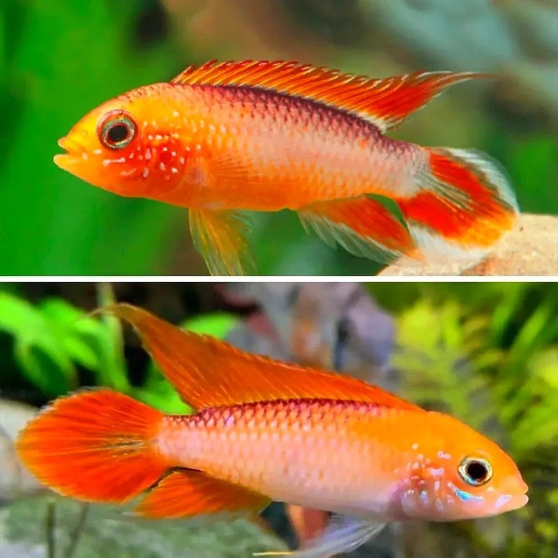 American Cichlid Apisto  Apistogramma Agassizi Gold Fire Red - Rare