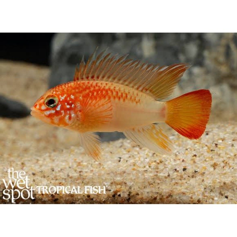 American Cichlid Apisto  Apistogramma Macmasteria Golden  - Rare
