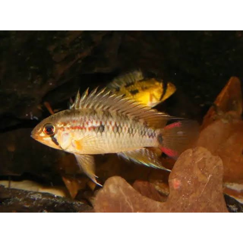 American Cichlid Apisto  Apistogramma Macmasteria Wild  - Rare