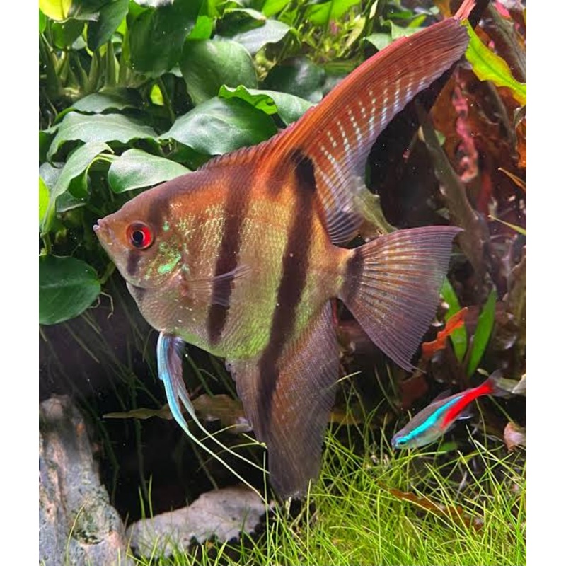 Angel Fish - Amanpa Redback 10cm Show