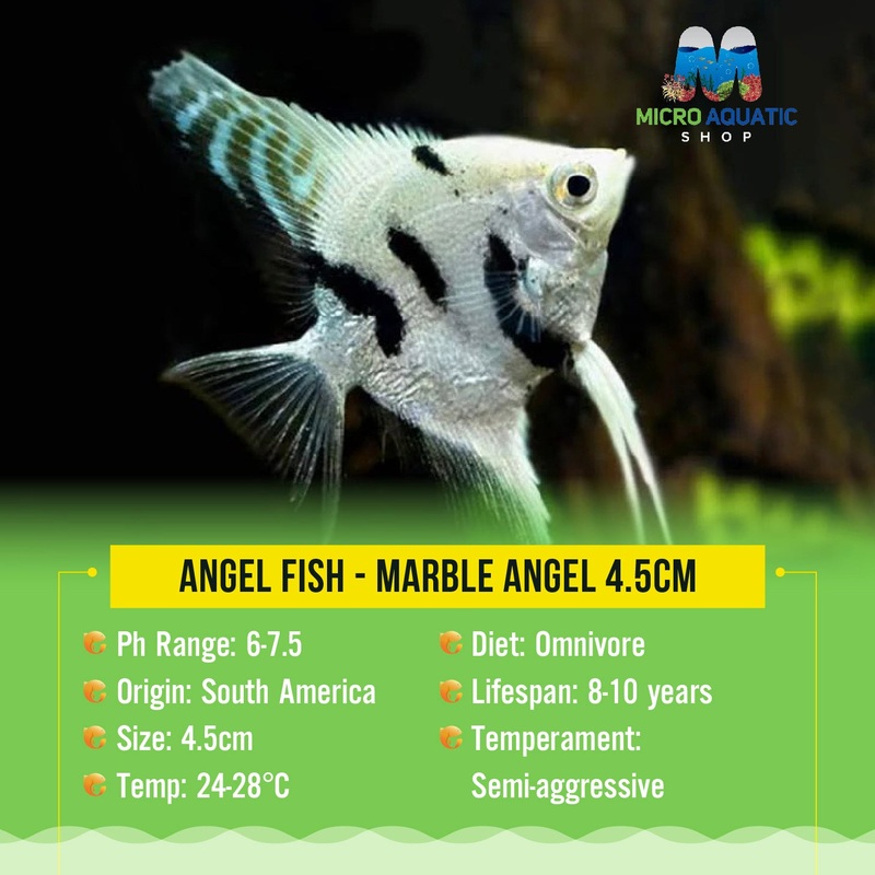 Angel Fish - Panda Angel 4cm