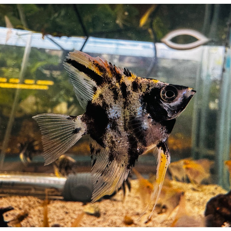 Angel Fish - Tricolor Angel