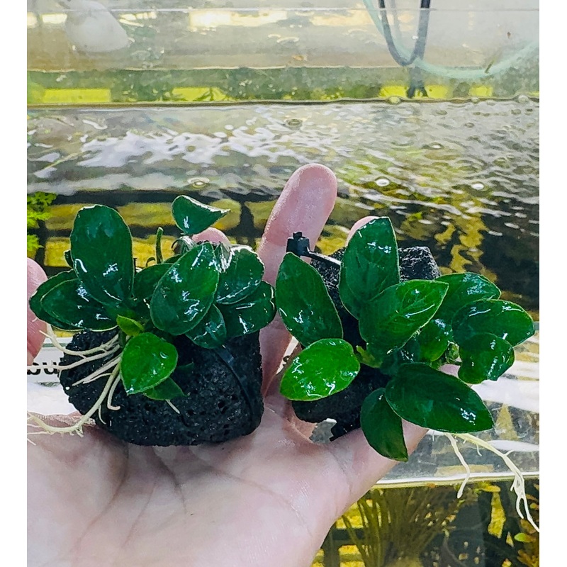 Anubias barteri var. nana 'petite' on Rock