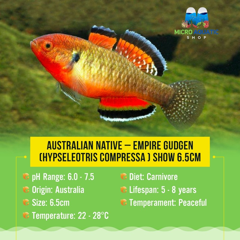 Australian Native  Empire Gudgen (Hypseleotris Compressa ) 4cm