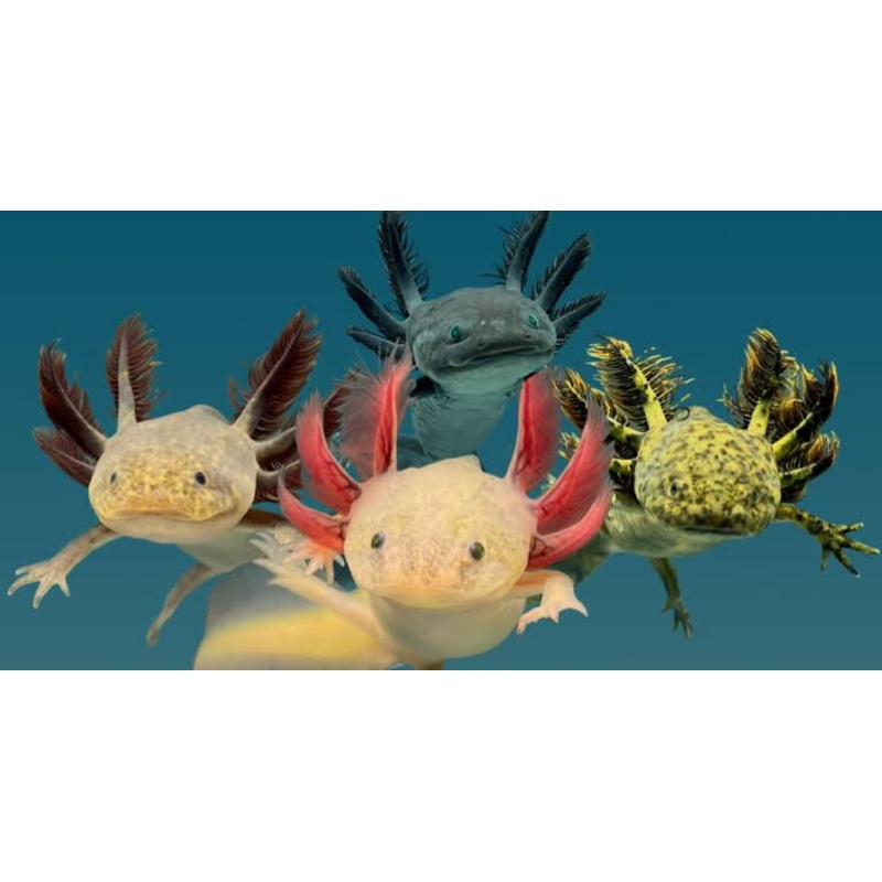 Axolots 12-15cm