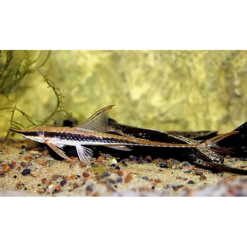 Barbatum Longnose Whiptail ( Local Breed )