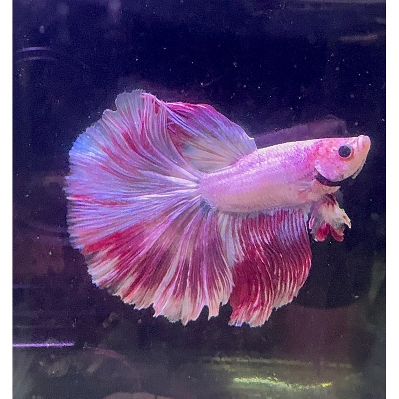 Betta Male - A Grade Purple Dress 6cm Show