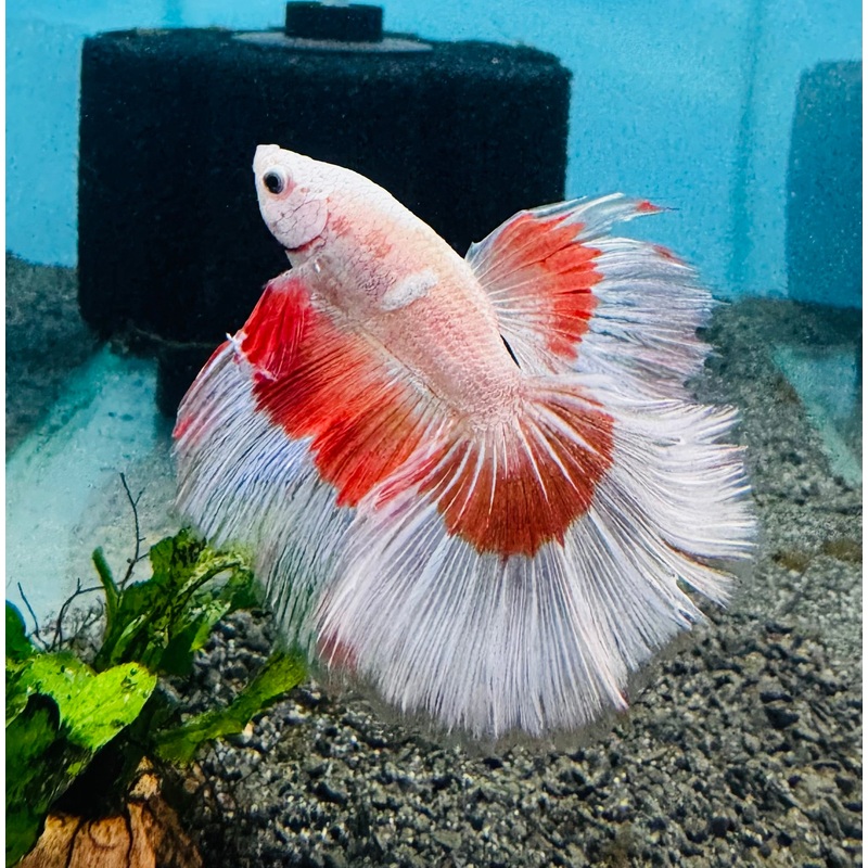 Betta Male - Halfmoon Show Color