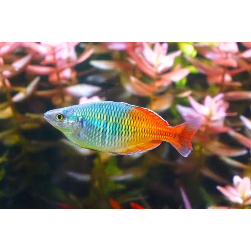 Boesemani Rainbow (Melanotaenia boesemani ) 4cm
