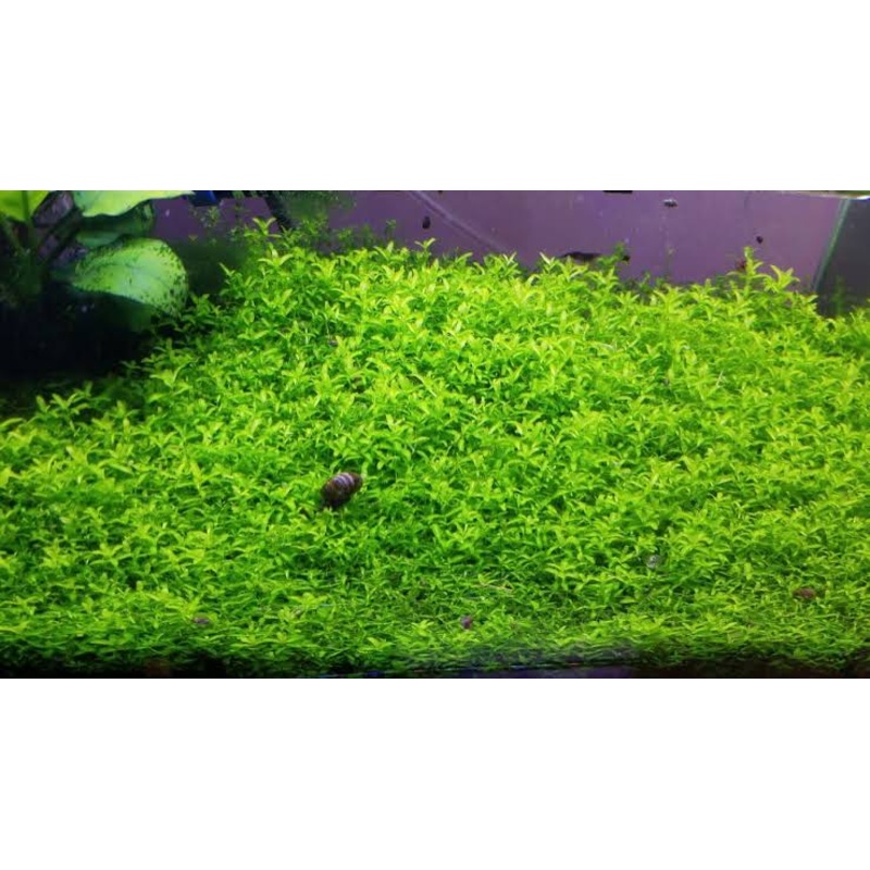 Buy 3 Get 1 Free Carpet Plant -HEMIANTHUS MICRANTHEMOIDE