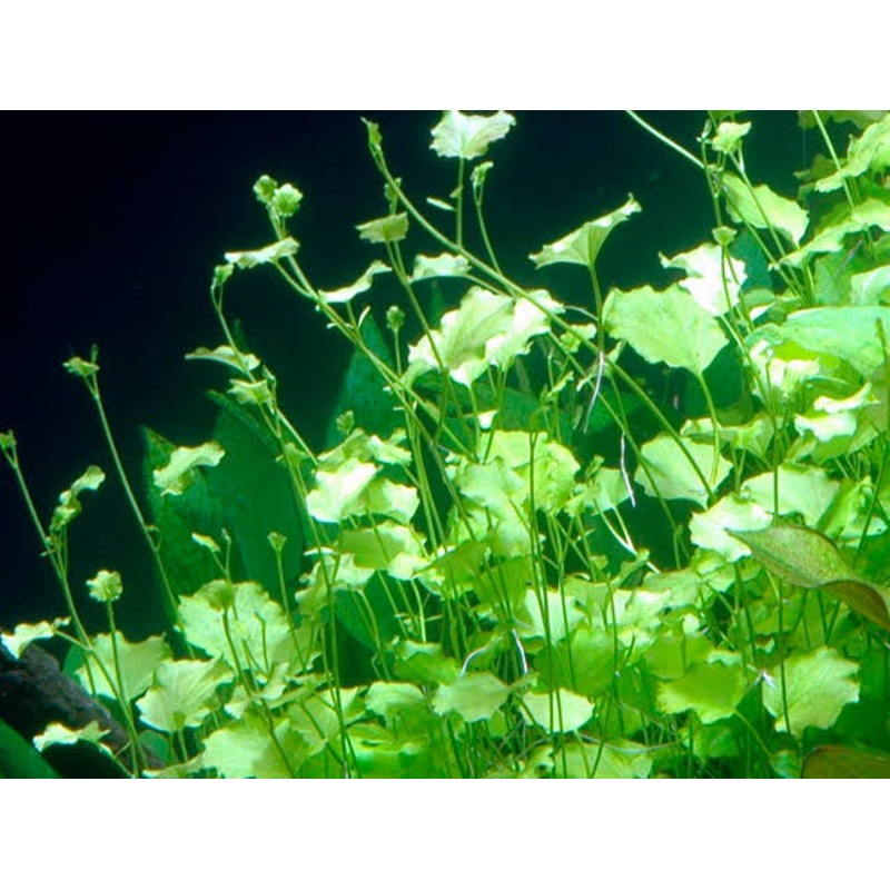 Cardamine Lyrata -Japanese Cress