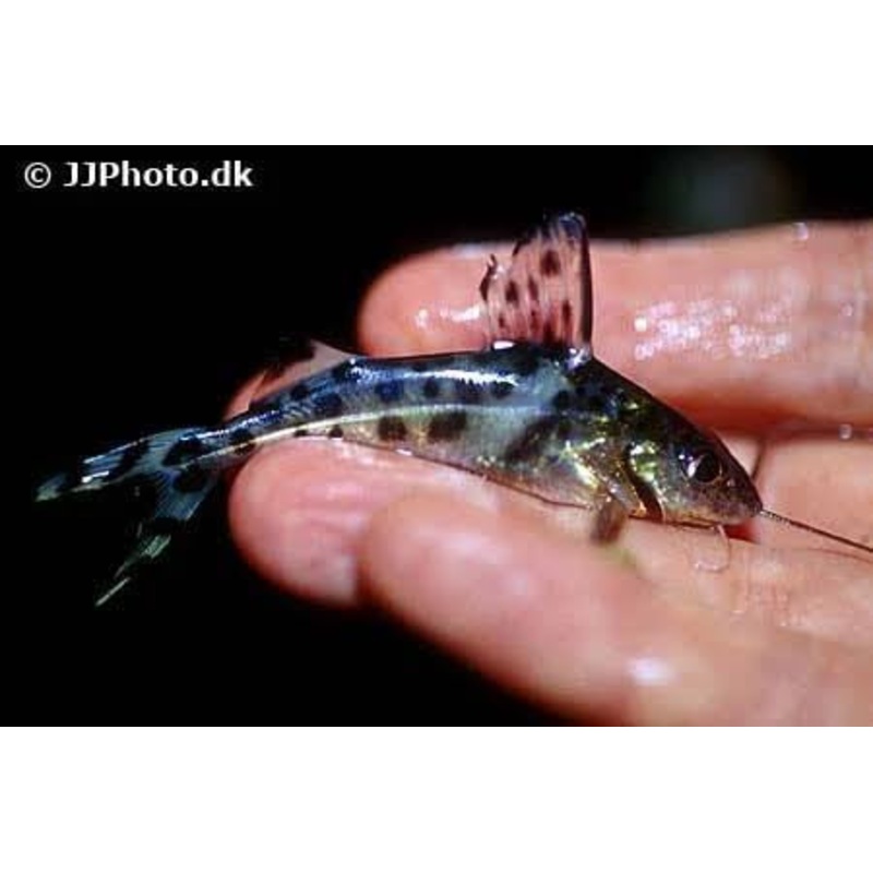 Catfish - Pictus 5cm Cutie