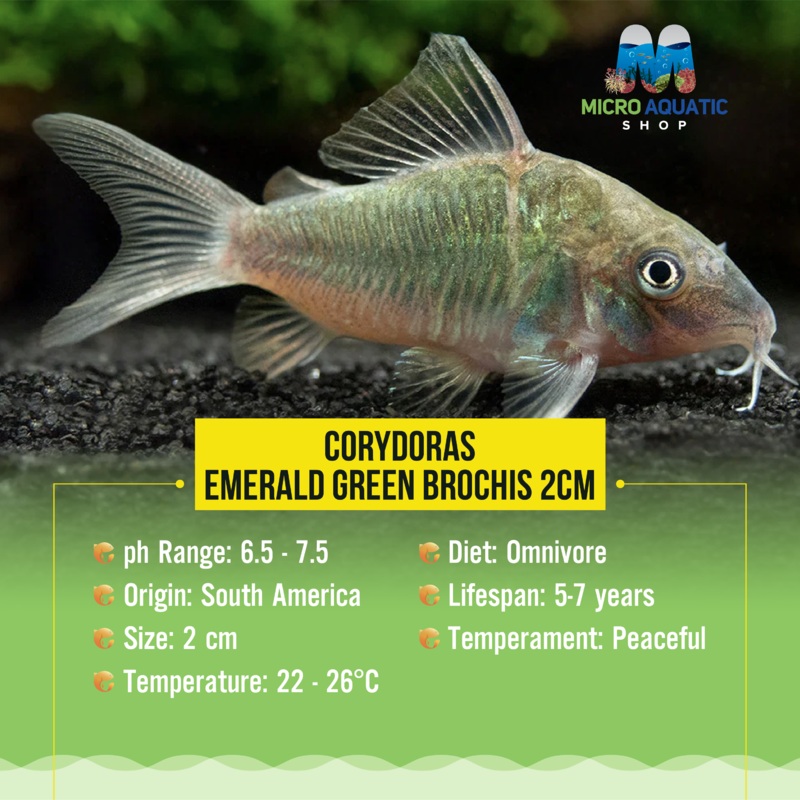 Corydoras- Emerald Green Brochis 3cm