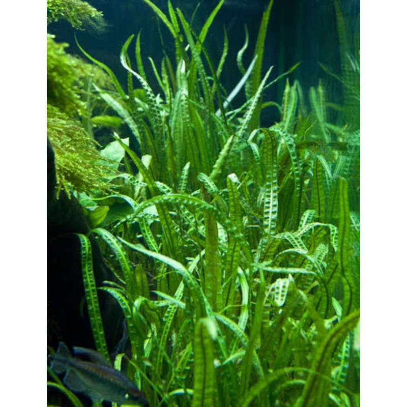 CRYPTOCORYNE CRISPATULA VAR BALANSAE PREMIUM