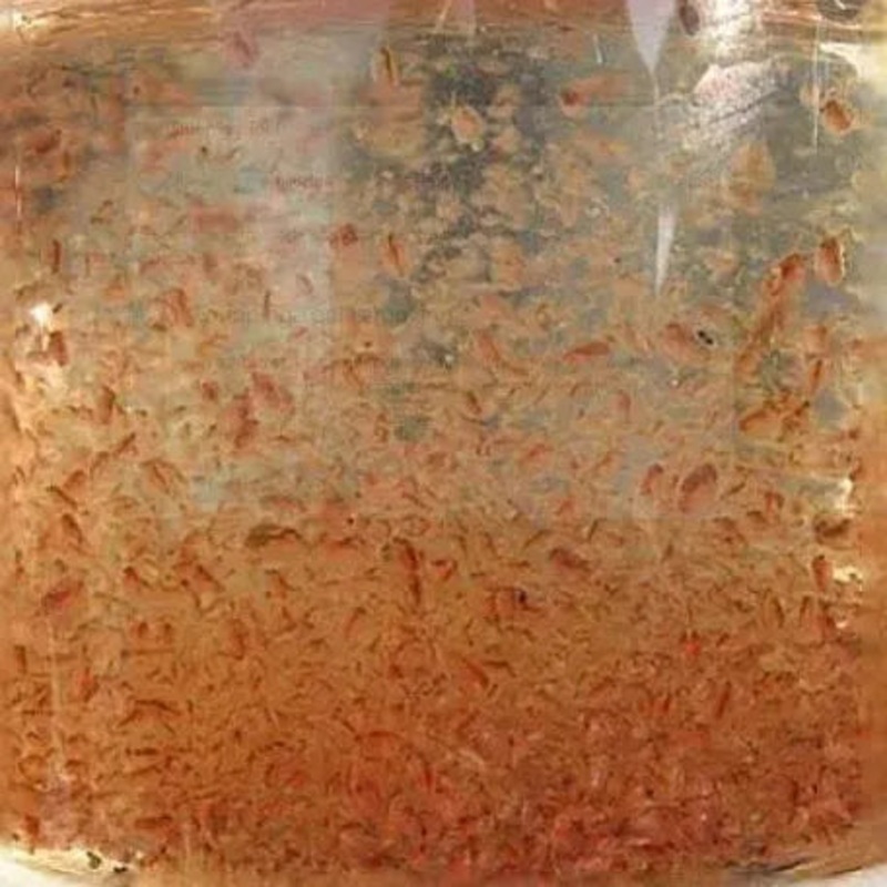 Daphnia Live Culture - Baby fish food