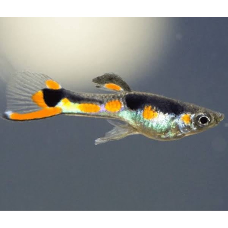 Endler - Orchid 2cm ( pair )
