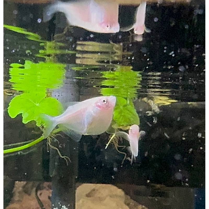 Exotic Hatchet Fish - Golden 3cm