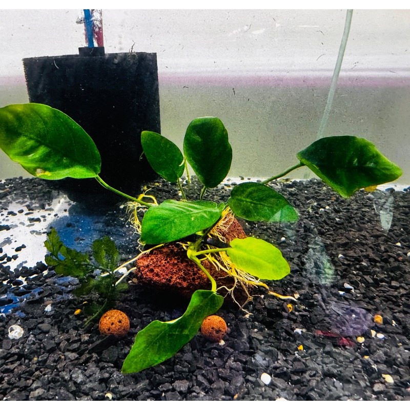 Flash Sale Anubias On The Rock