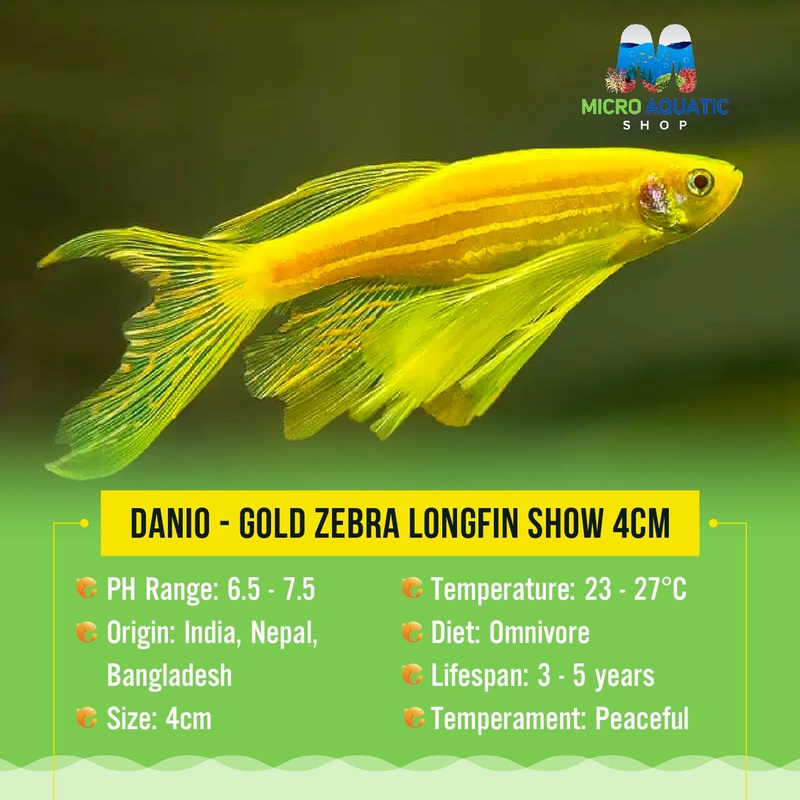 Flash Sale Danio - Gold Zebra Longfin 3cm